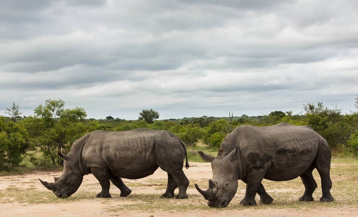 Southern Africa Essentials Eclipse Travel